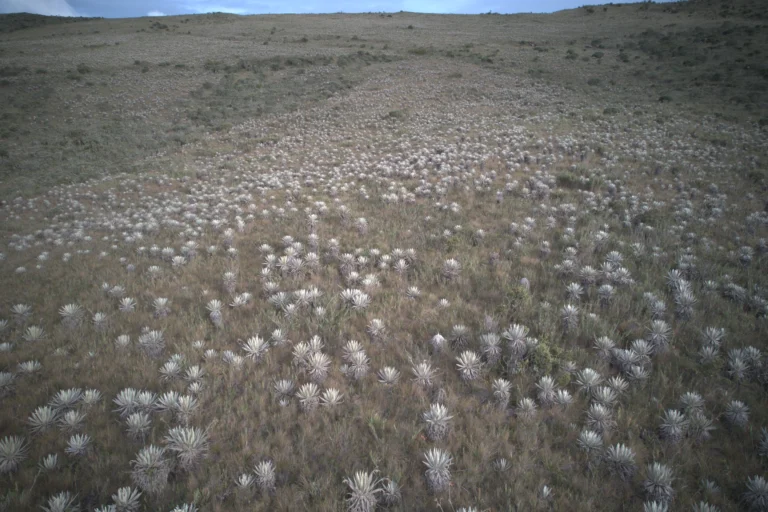 Frailejonal del páramo visto desde arriba