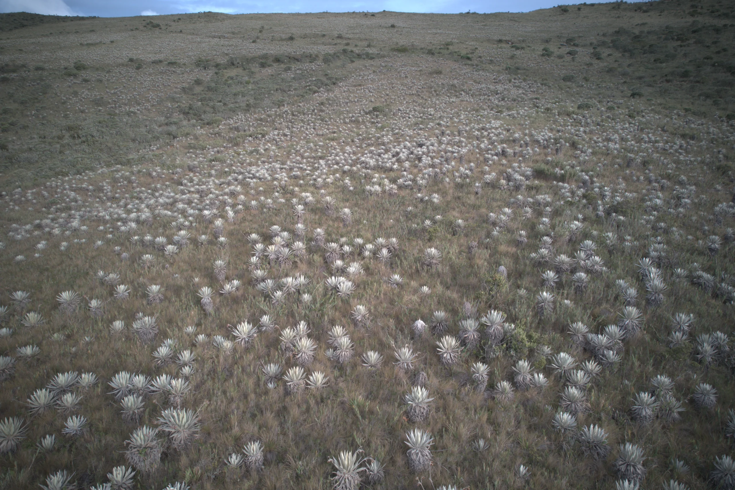 Sendero de madera hacia la Aldea Ecocultural PÁRAMO al amanecer en el Páramo de Chingaza
