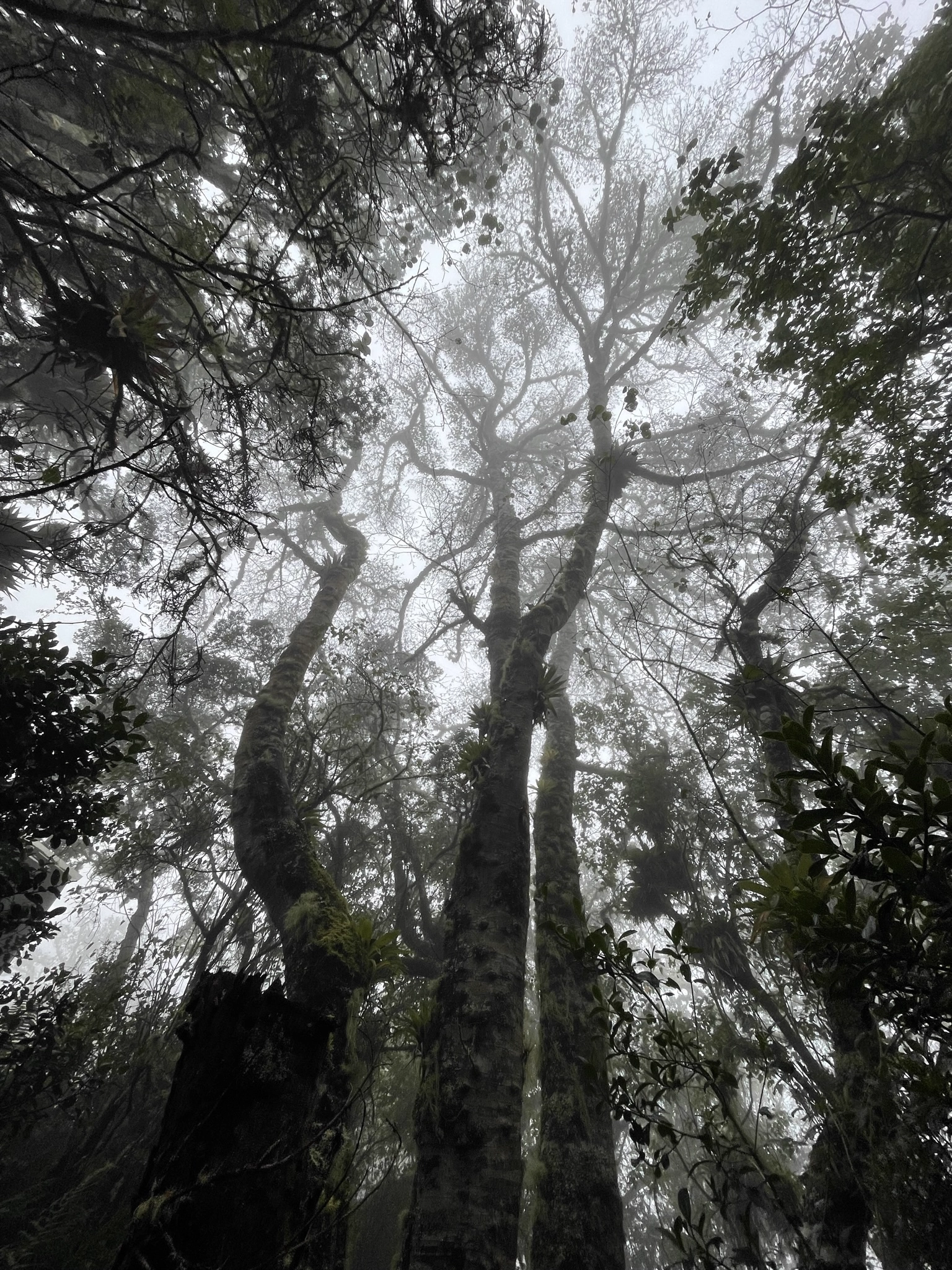 Siembra de árboles nativos en un ecosistema estratégico de Colombia