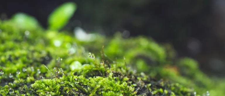 Musgo de páramo cubierto de gotas de agua