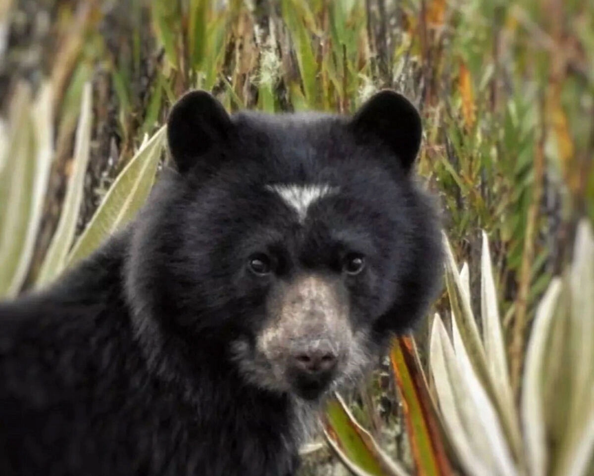 Oso de anteojos, especie emblemática del Páramo de Chingaza