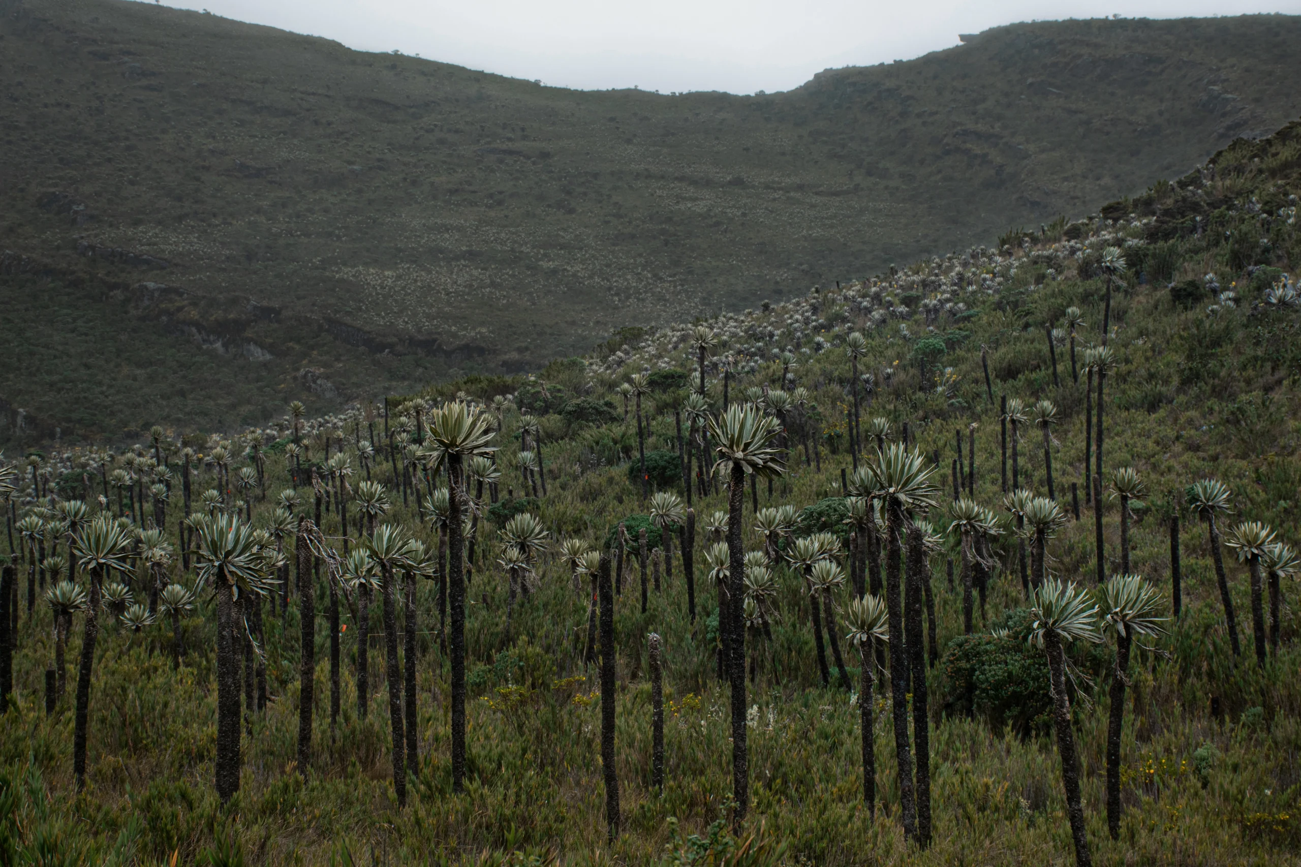 Sendero de montaña en el Páramo de Chingaza